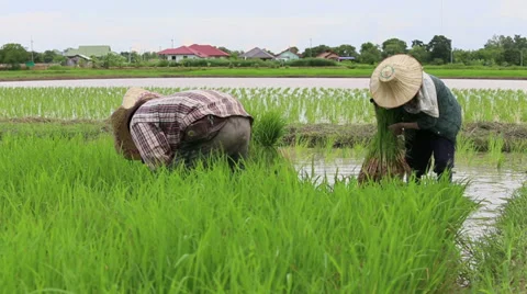 Two Thai Farmers Pulling Rice Seedlings in a Rice Field 스톡 동영상 30285952