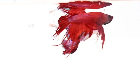 Two Thai fighting fish in white background, Stock Footage 159385730