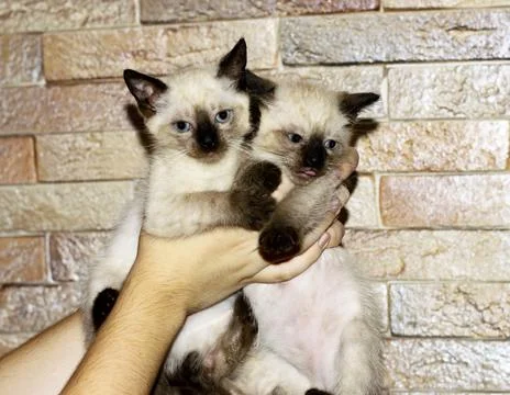 Two Thai kittens in hand Stock Photos