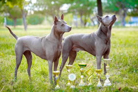 Two Thai Ridgeback dogs Stock Photos