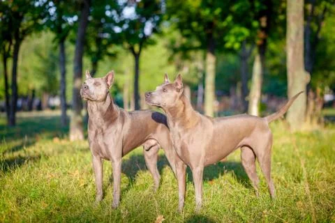 Two Thai Ridgeback dogs Stock Photos