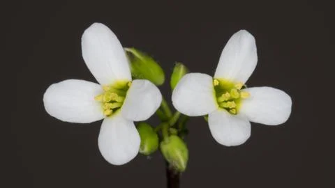 Two thale cress flowers, Arabidopsis thaliana. Stock Photos