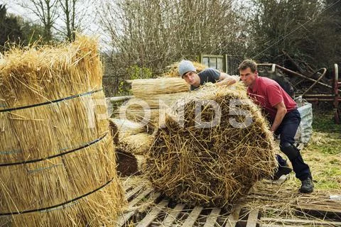 Two thatchers moving bundles of straw for thatching a roof. Stock Photos