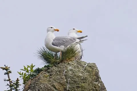 Two Thayer's gulls perched on large rock. Stock Photos