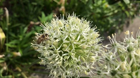 Two then one bee busy collecting nectar from white flower Stock Footage 117722371