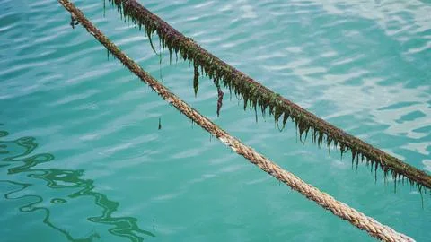 Two thick mooring ropes stretched over turquoise harbor water, with the upper Stock Photos