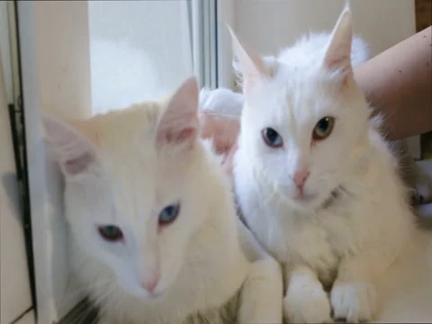 Two thoroughbred angry cats out Stock Footage 80275369