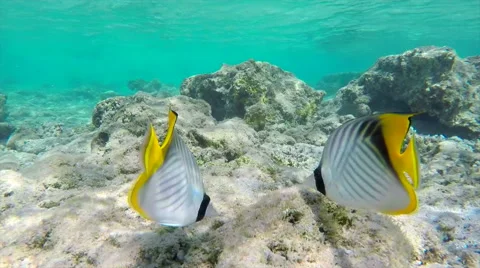 Two Threadfin Butterflyfishes 库存影片 62804173