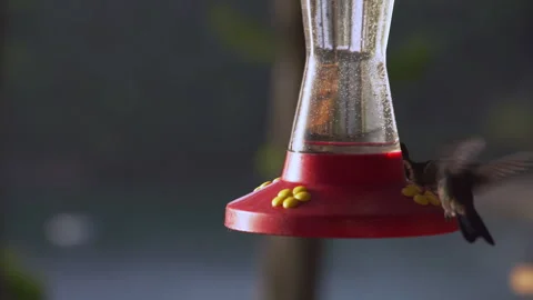 Two to three hummingbirds hover over the sugar water, syrup feeder. Stock Footage 288704169