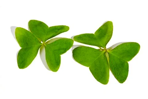 Two Three Leaf Clovers on White Background Stock Photos