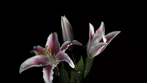 Two of Three Lilies Bloom, One Already Open Stock Footage 158816935