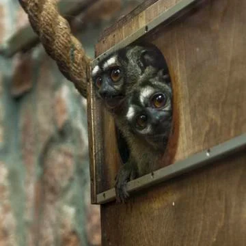 Two three-striped night monkeys, Aotus trivirgatus, peek out of a house Stock Photos
