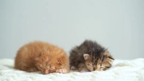 Two three weeks old different colored kittens on a woolen blanket. Pet adoption Stock Footage 157552197