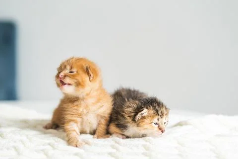 Two three weeks old different colored kittens on a woolen blanket. Pet adoption Stock Photos