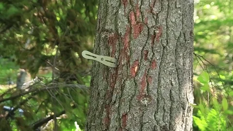 Two throwing knives sticking in tree Stock Footage 73060121