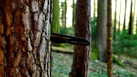 Two throwing  knives is stuck into the bark of a tree. Slow motion. Stock Footage 234282062