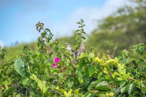 Two thrush-rowan on branches of a bush, berries, flowers, on a blurred backgr Stock Photos