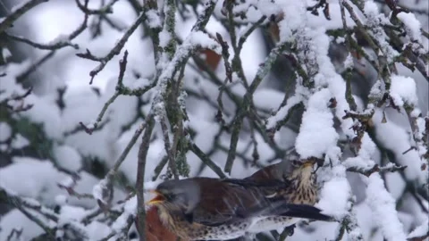 Two thrushes eats old apple in tree in winter Stock Footage 299563809