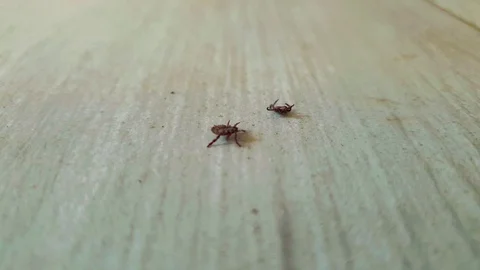 Two Tick Parasite From Forest Laying On Their Back On Wooden Surface. - Stock Footage 129324936
