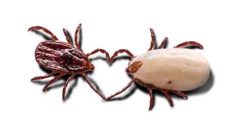 Two ticks are seen up close, isolated against a white background. Insects tha Photos
