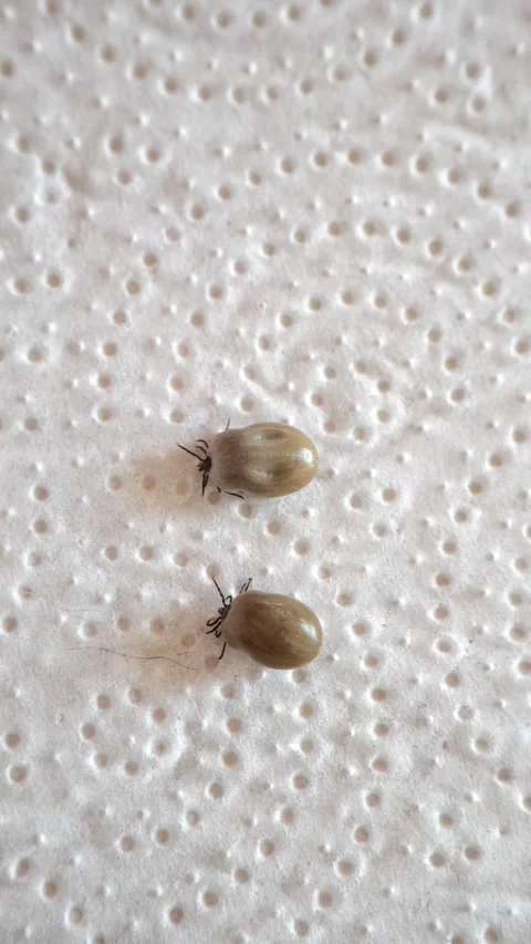 Two ticks crawling on a white napkin.Vertical video. Stock Footage 272287222