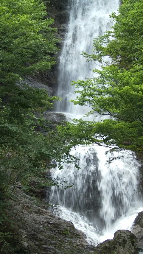 Two Tier Waterfall Through Green Leaves Vertical Video Vidéo 346069413