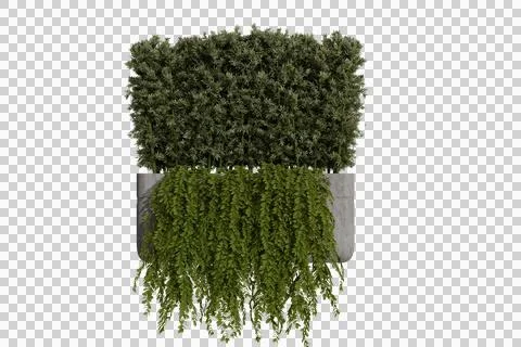 A two-tiered green wall features a dense, trimmed hedge atop and long Stock Photos