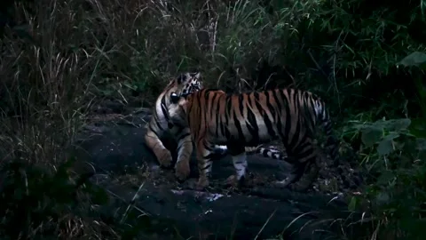 Two tiger cubs bonding in Pench national park Stock Footage 293318318