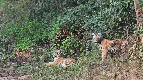 Two tiger cubs looking straight into the camera in Corbett national park Stock Footage 266687703