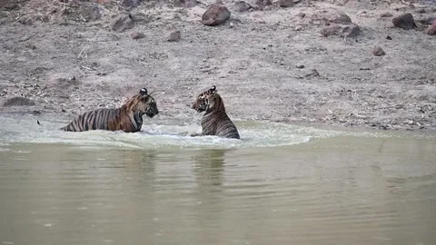 Two tiger cubs in a pond at play fighting in Bandhavgarh national park Video stock 277577107