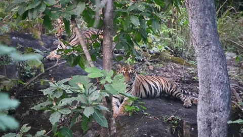 Two tiger cubs resting together in Pench national park Stock Footage 293313253
