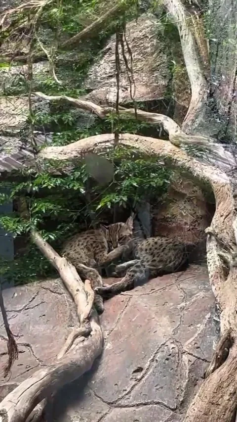 Two tiger cubs resting under a tree Stock Footage 286331302