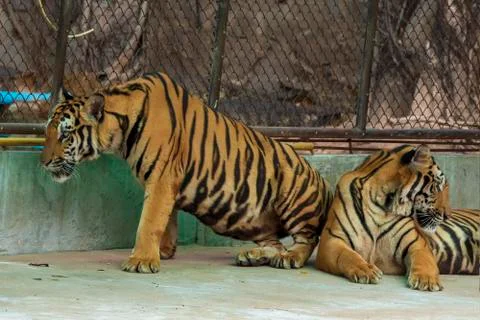The two tiger that does not live naturally,lying on the cement floor,Showing  Stock Photos