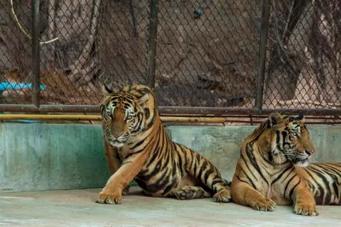 The two tiger that does not live naturally,lying on the cement floor,Showing  Stock Photos