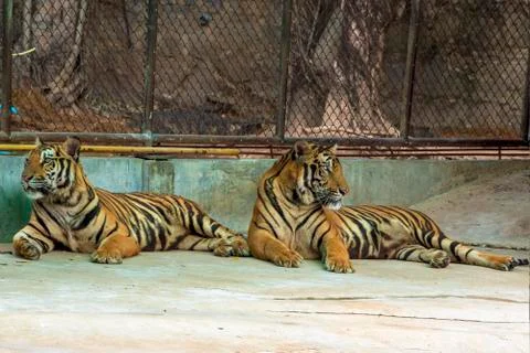 The two tiger that does not live naturally,lying on the cement floor,Showing  Fotos de archivo