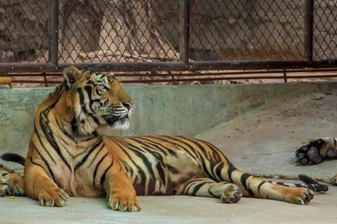 The two tiger that does not live naturally,lying on the cement floor,Showing  Stock Photos