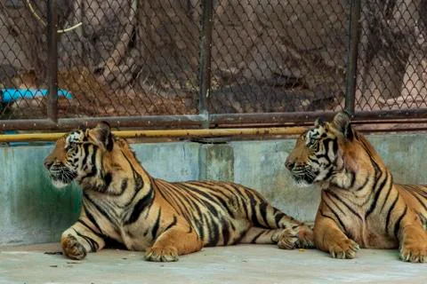 The two tiger that does not live naturally,lying on the cement floor,Showing  Stock Photos