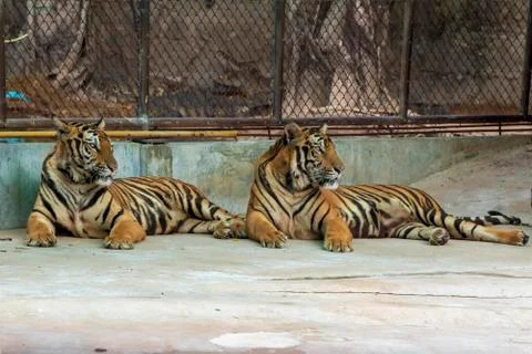 The two tiger that does not live naturally,lying on the cement floor,Showing  Stock Photos