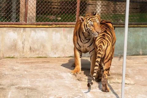 The two tiger that does not live naturally,lying on the cement floor,Showing  Stock Photos