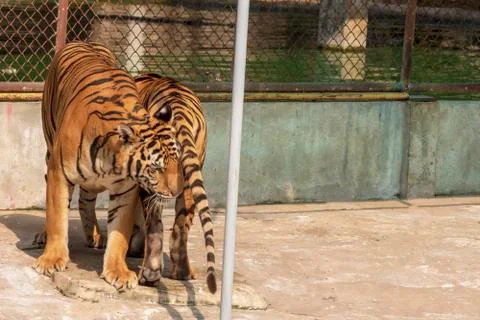 The two tiger that does not live naturally,lying on the cement floor,Showing  Stock Photos
