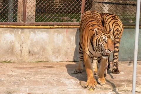 The two tiger that does not live naturally,lying on the cement floor,Showing  Stock Photos
