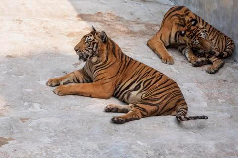 The two tiger that does not live naturally,lying on the cement floor,Showing  Stock Photos