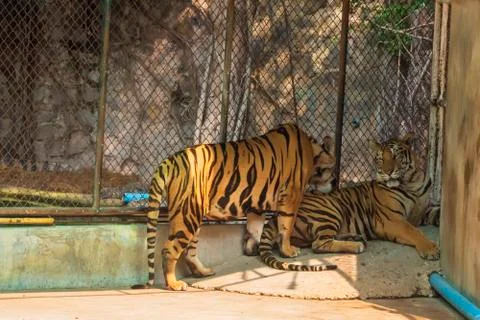 The two tiger that does not live naturally,lying on the cement floor,Showing  Stock Photos