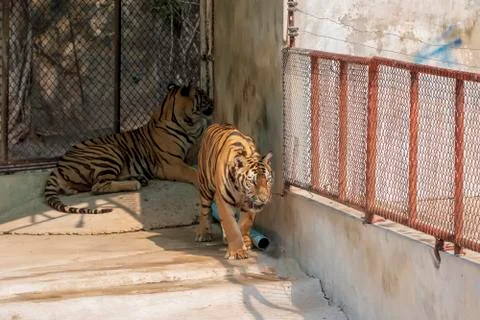 The two tiger that does not live naturally,lying on the cement floor,Showing  Stock Photos