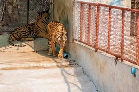The two tiger that does not live naturally,lying on the cement floor,Showing  Stock Photos