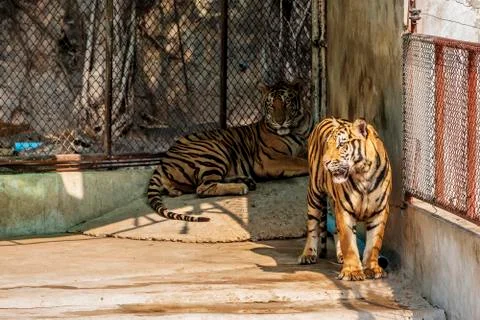 The two tiger that does not live naturally,lying on the cement floor,Showing  Stock Photos
