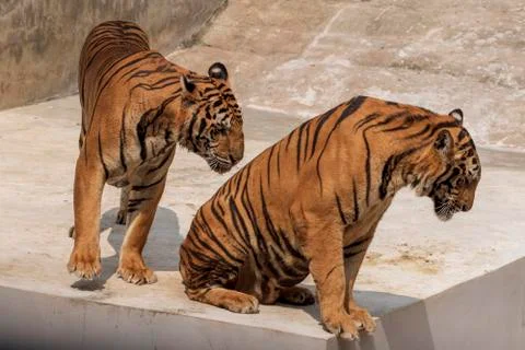 The two tiger that does not live naturally,lying on the cement floor,Showing  Fotos de archivo
