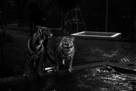 Two tiger gaze  Stock Photos