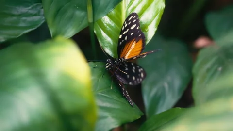 Two tiger or golden longwing butterflies on a green leaf Stock Footage 293524974