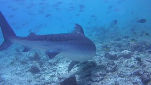 Two tiger Shark picks up the remains of tuna and other fish - Maldives Stock Footage 90772140